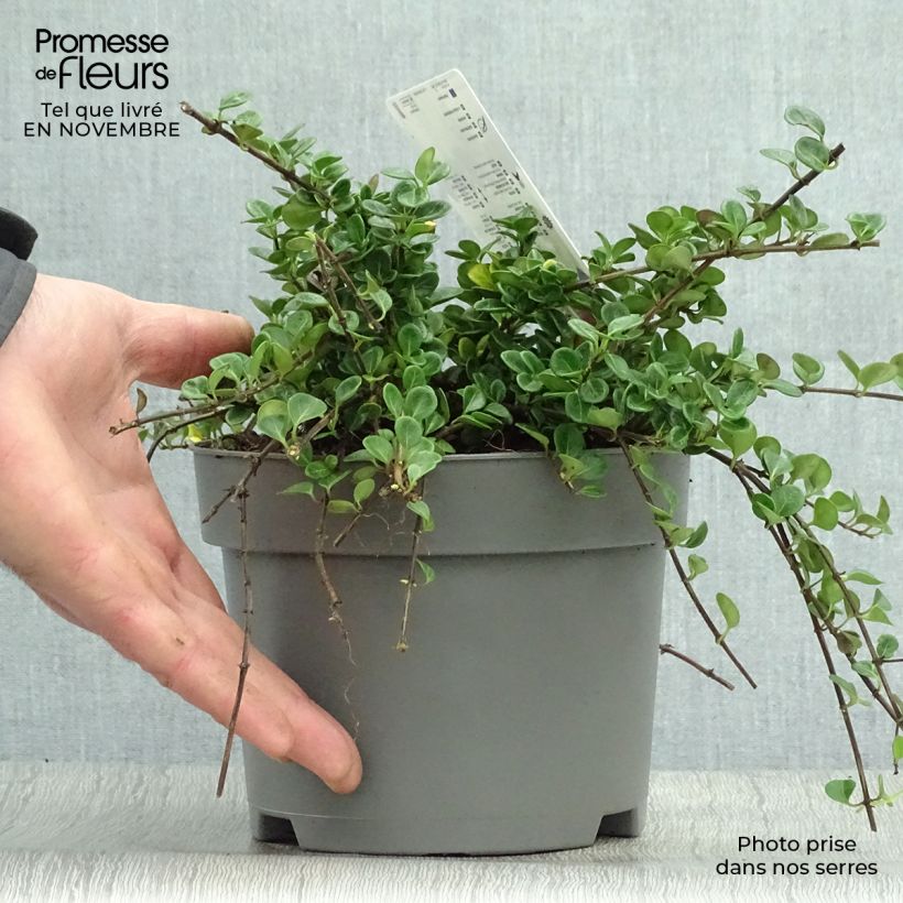 Esemplare di Lonicera crassifolia Little Honey - Caprifoglio Vaso da 2L/3L come consegnato in autunno