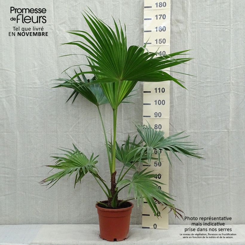 Esemplare di Livistona chinensis Vaso da 7,5L/10L come consegnato in autunno