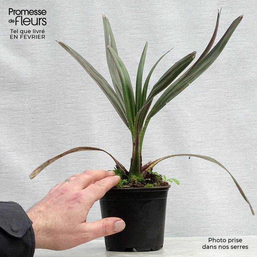 Livistona mariae Vaso da Ø 12 cm / 13 cm esemplare consegnato in inverno