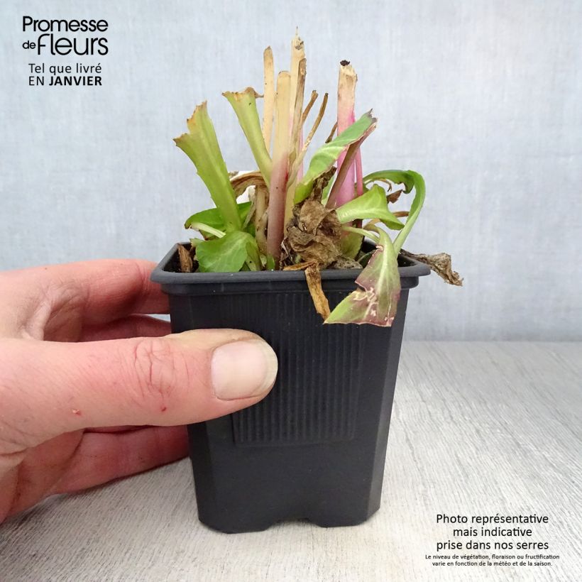 Lobelia Vedrariensis Vasetto da 8/9 cm esemplare consegnato in inverno