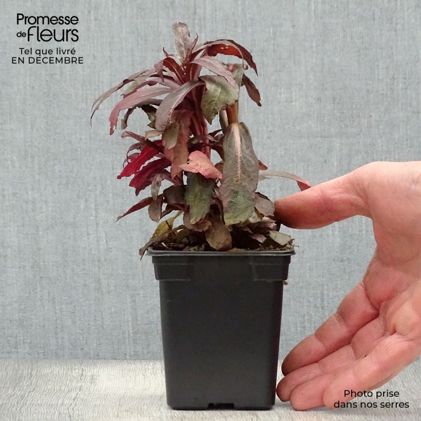 Lobelia Queen Victoria Vasetto da 7/8 cm esemplare consegnato in inverno