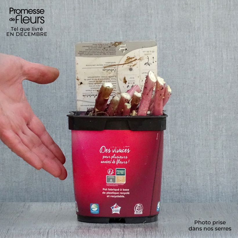 Lobelia Queen Victoria Vaso da 2L/3L esemplare consegnato in inverno