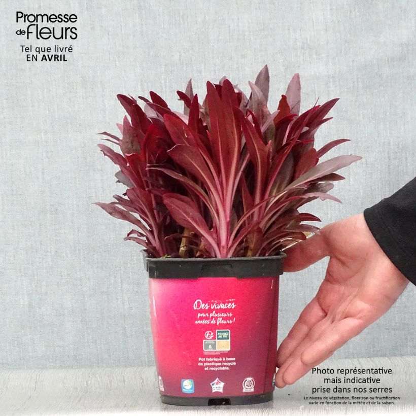 Lobelia Queen Victoria Vaso da 2L/3L esemplare consegnato in primavera