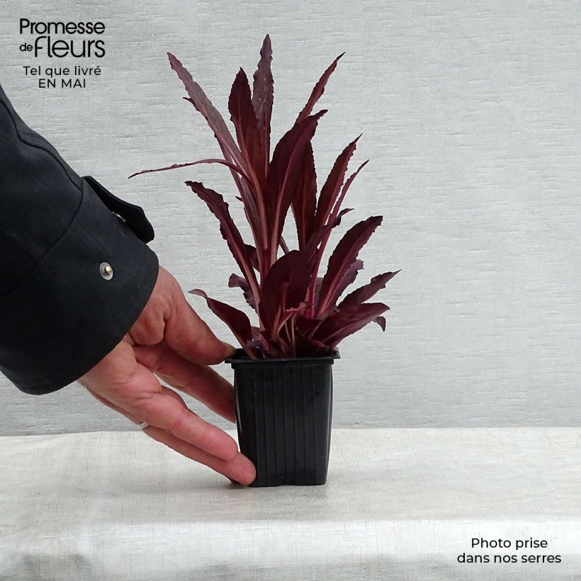 Lobelia Queen Victoria Vasetto da 7/8 cm esemplare consegnato in primavera