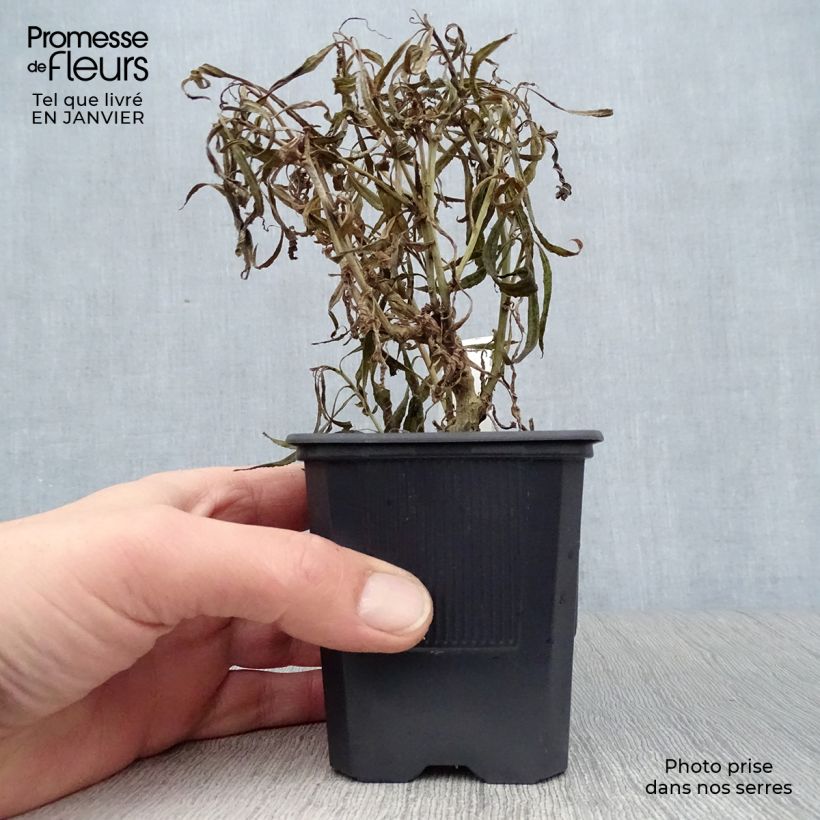 Lobelia laxiflora - Lobelia lassiflora Vasetto da 8/9 cm esemplare consegnato in inverno