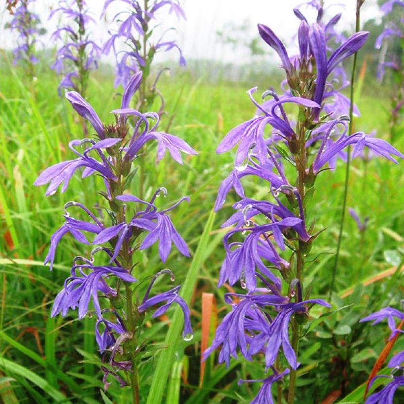 Lobelia sessilifolia (Fioritura)