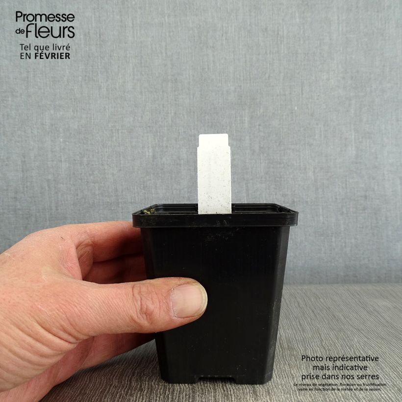 Lobelia sessilifolia Vasetto da 8/9 cm esemplare consegnato in inverno