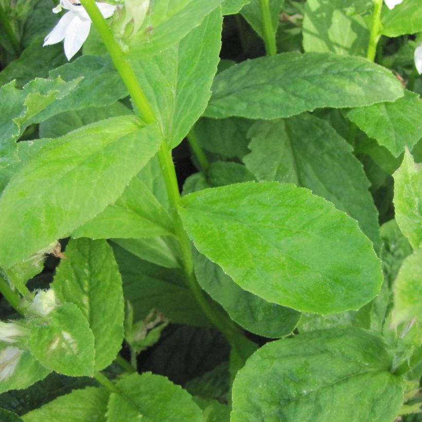 Lobelia siphilitica Alba (Fogliame)