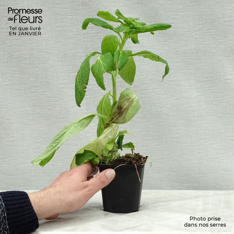 Lobelia siphilitica Alba Vasetto da 8/9 cm esemplare consegnato in inverno