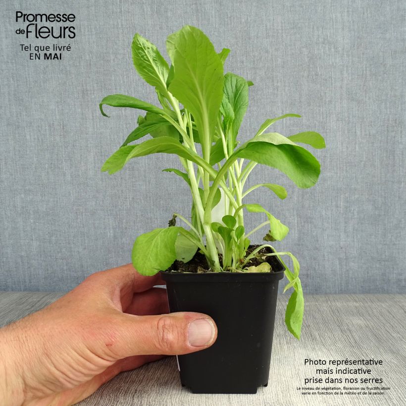 Lobelia siphilitica Vasetto da 8/9 cm esemplare consegnato in primavera