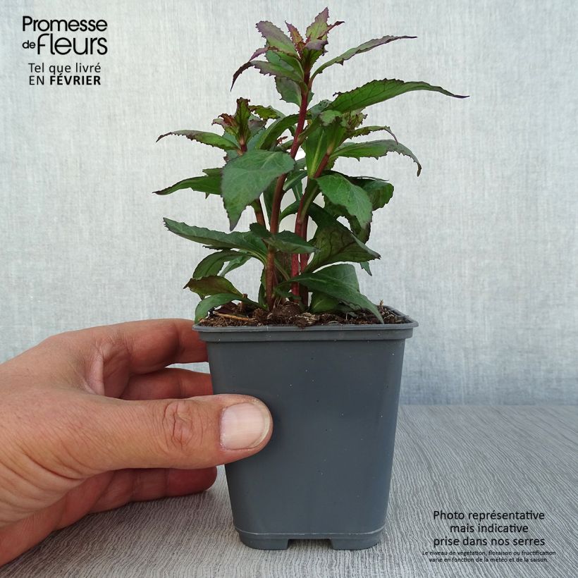 Esemplare di Lobelia Fan Salmon Vasetto da 8/9 cm come consegnato in autunno