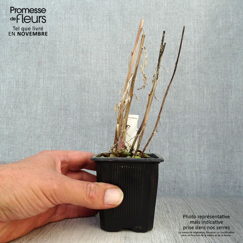 Esemplare di Lobelia Russian Princess Vasetto da 8/9 cm come consegnato in autunno