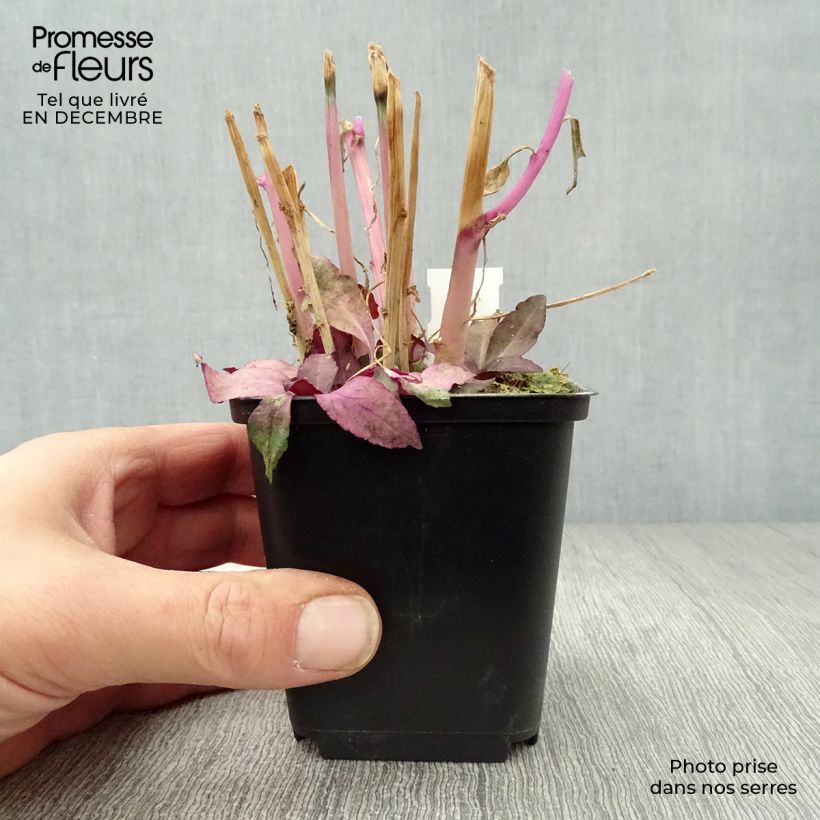 Lobelia Russian Princess Vasetto da 8/9 cm esemplare consegnato in inverno