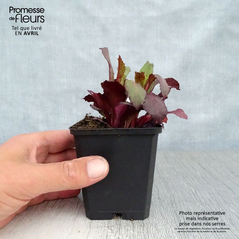 Lobelia Starship Scarlet Vasetto da 8/9 cm esemplare consegnato in primavera