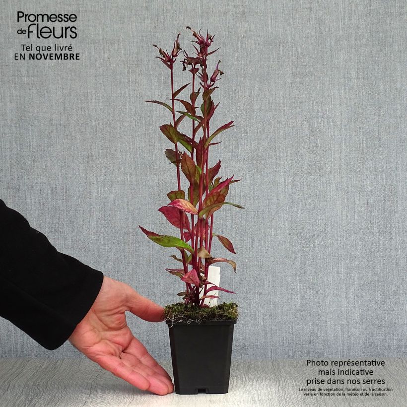 Esemplare di Lobelia Tania Vasetto da 7/8 cm come consegnato in autunno