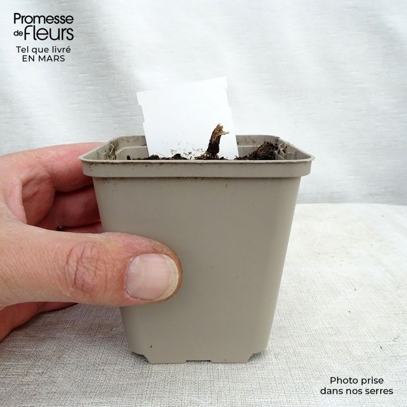 Lobelia Tania Vasetto da 7/8 cm esemplare consegnato in inverno