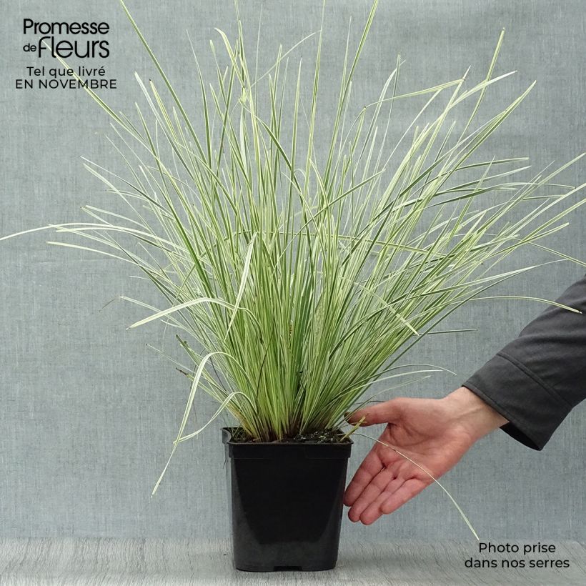 Esemplare di Lomandra longifolia Fan burgundy Vaso da 2L/3L come consegnato in autunno
