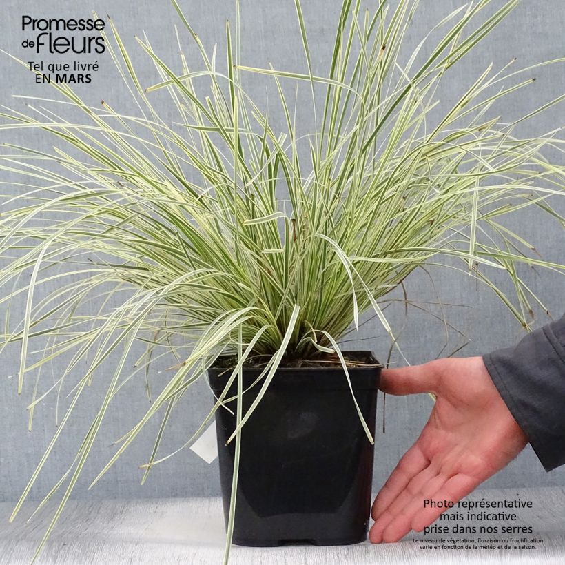 Lomandra longifolia Fan burgundy Vaso da 2L/3L esemplare consegnato in primavera