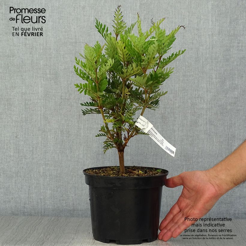 Esemplare di Lomatia ferruginea Fan burgundy Vaso da 3L/4L come consegnato in autunno