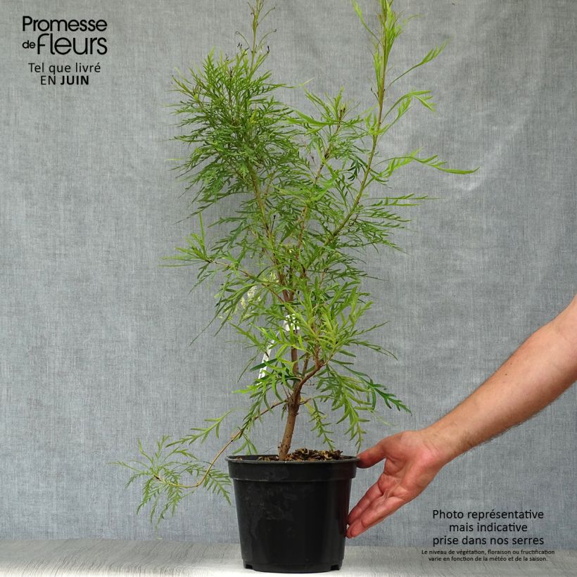 Esemplare di Lomatia silaifolia Fan burgundy Vaso da 3L/4L consegnato in estate