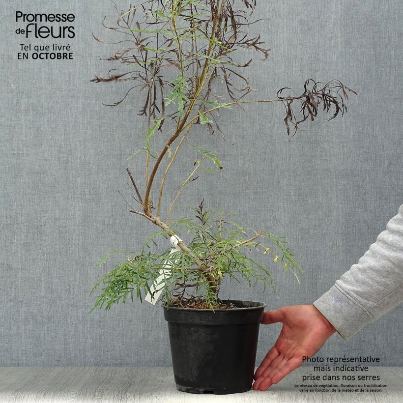 Esemplare di Lomatia silaifolia Fan burgundy Vaso da 3L/4L come consegnato in autunno