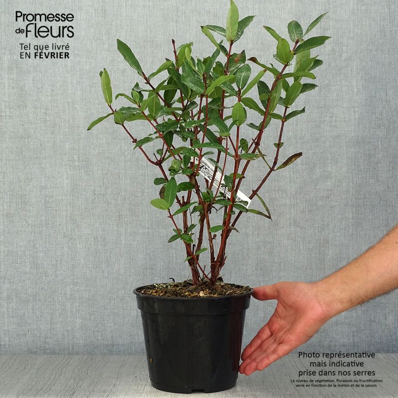 Esemplare di Mirtillo siberiano - Boreal Beauty Vaso da 3L/4L come consegnato in autunno