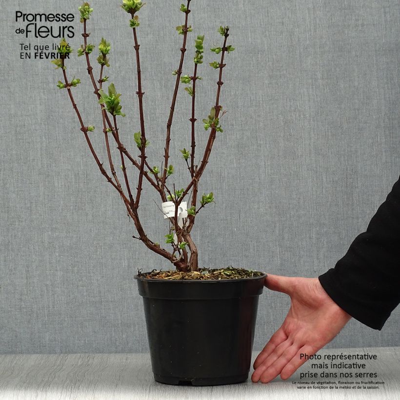 Mirtillo siberiano - Boreal Beauty Vaso da 3L/4L esemplare consegnato in inverno