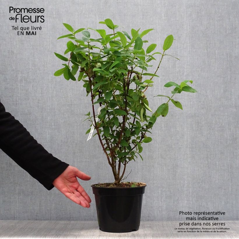 Mirtillo siberiano - Boreal Beauty Vaso da 3L/4L esemplare consegnato in primavera