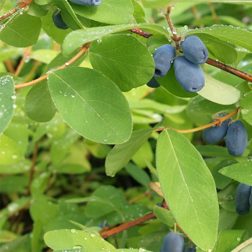 Lonicera kamtschatica - Mirtillo siberiano (Fogliame)