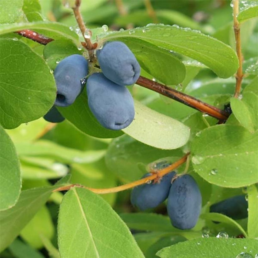 Lonicera kamtschatica - Mirtillo siberiano (Raccolta)