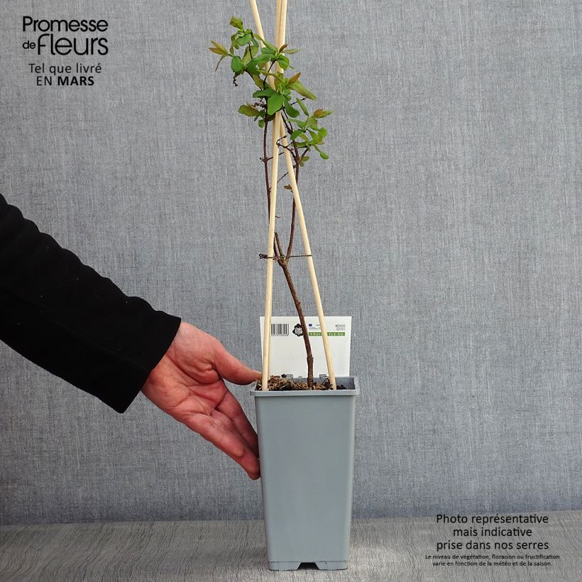 Lonicera kamtschatica - Mirtillo siberiano Vaso da 1,5L/2L esemplare consegnato in inverno