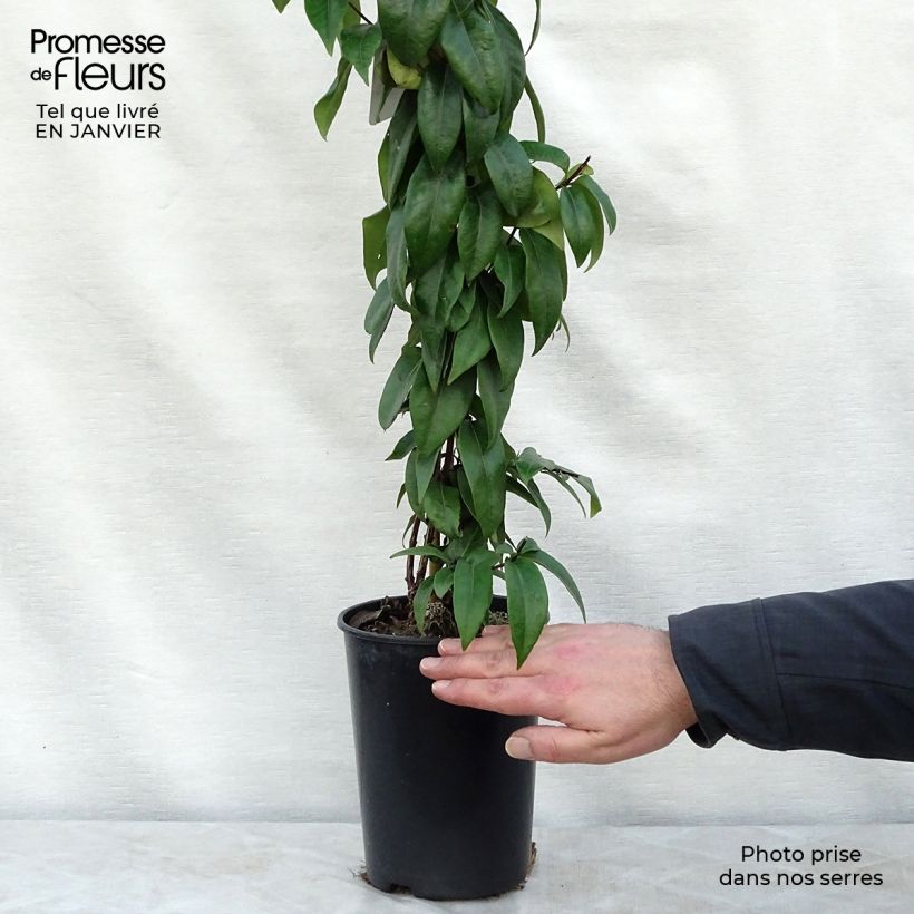 Lonicera henryi Copper Beauty - Caprifoglio Vaso da 2L/3L esemplare consegnato in inverno