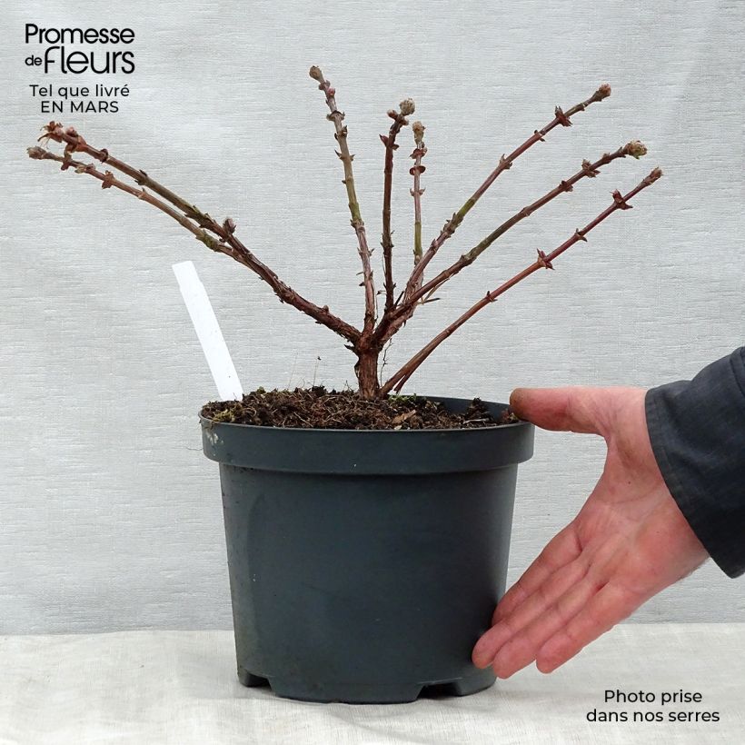 Mirtillo siberiano - Duet Vaso da 1,5L/2L, A cespuglio esemplare consegnato in primavera