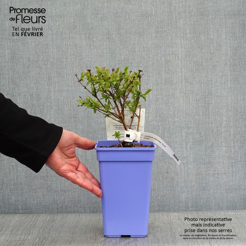 Mirtillo siberiano - Duet Vaso da 1,5L/2L, A cespuglio esemplare consegnato in inverno