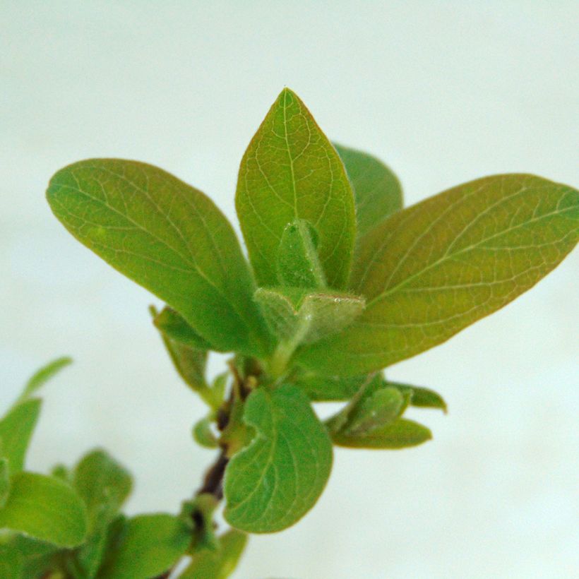 Mirtillo siberiano - Sweet Myberry 'Borealis' (Fogliame)