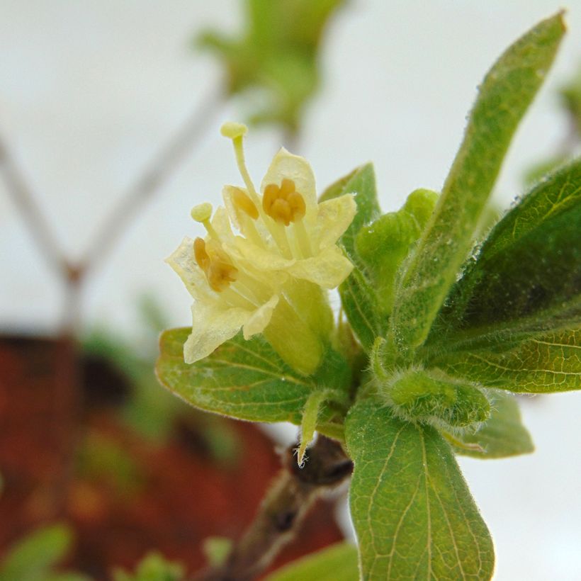 Mirtillo siberiano - Sweet Myberry 'Borealis' (Fioritura)