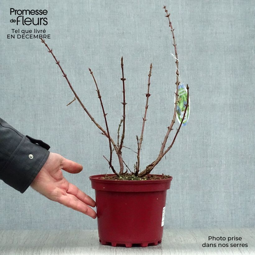 Mirtillo siberiano - Sweet Myberry 'Borealis' Vaso da 3L/4L esemplare consegnato in inverno