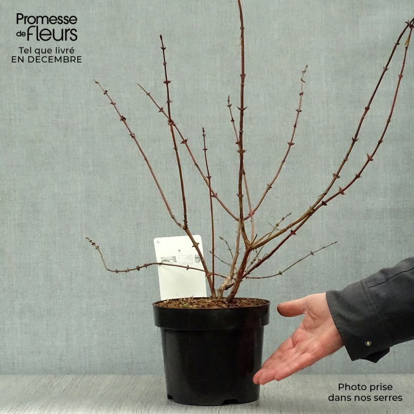 Mirtillo siberiano - Eisbär 'Polar Bear' Vaso da 1,5L/2L esemplare consegnato in inverno