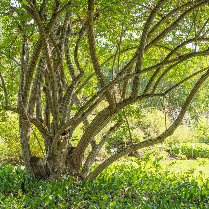 Lonicera maackii (Porto)
