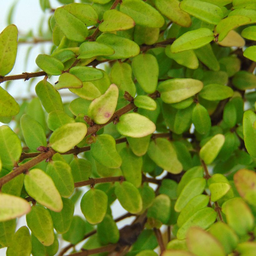 Lonicera nitida Baggesen's Gold (Fogliame)