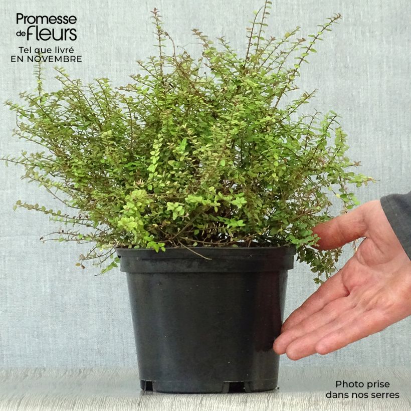Esemplare di Lonicera nitida Baggesen's Gold Vaso da 2L/3L come consegnato in autunno