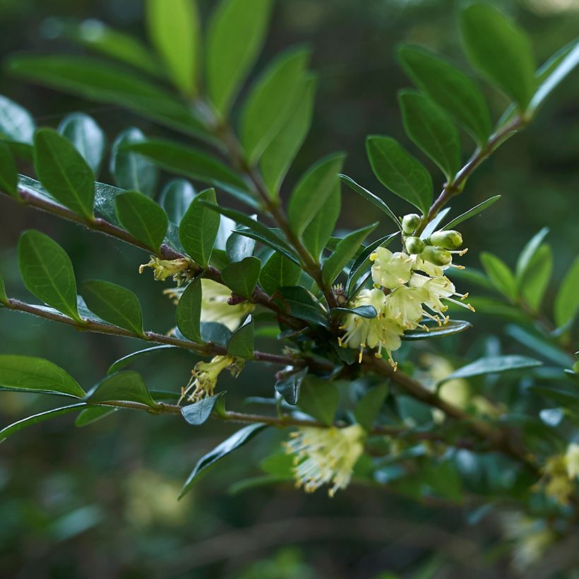 Lonicera nitida - Caprifoglio (Fioritura)