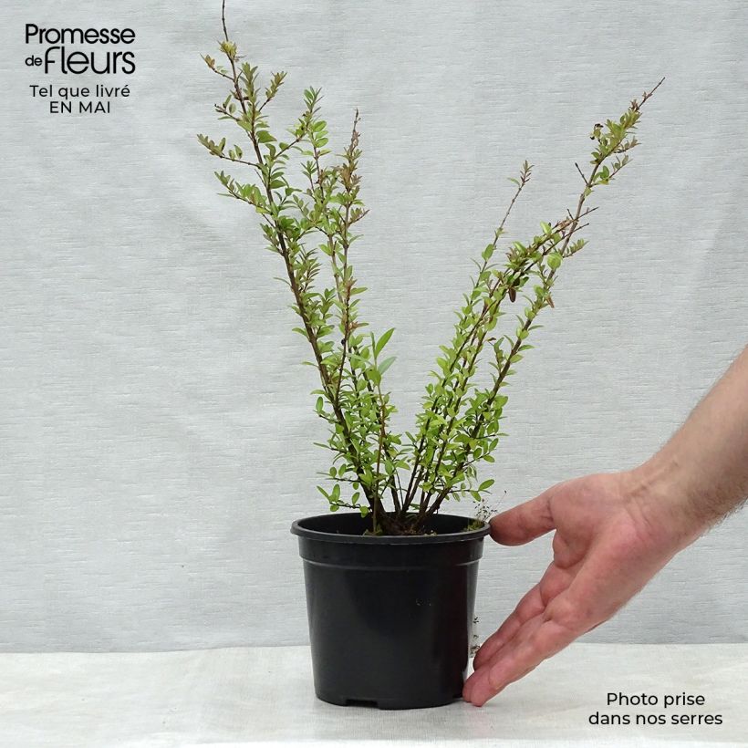 Lonicera nitida Elegant Vaso da 1L/1,5L esemplare consegnato in primavera