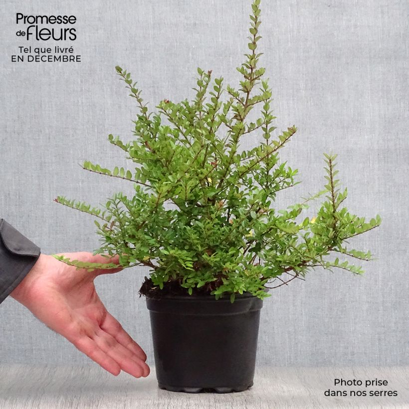 Lonicera nitida Elegant Vaso da 1L/1,5L esemplare consegnato in inverno