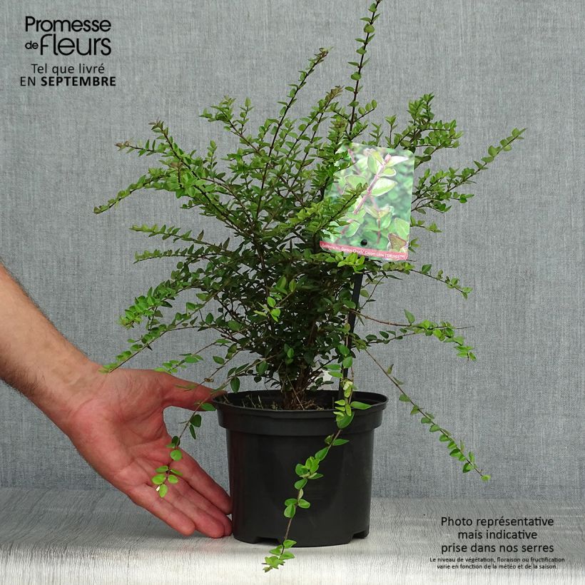 Esemplare di Lonicera nitida Garden Clouds Copper Glow Vaso da 2L/3L come consegnato in autunno