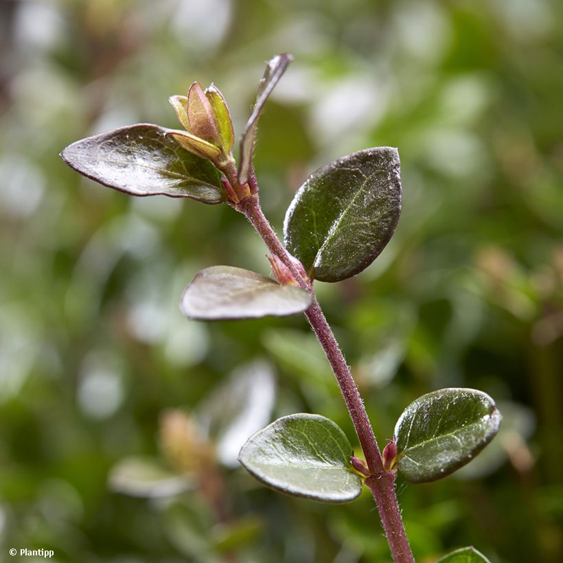 Lonicera nitida Garden Clouds Copper Glow (Fogliame)
