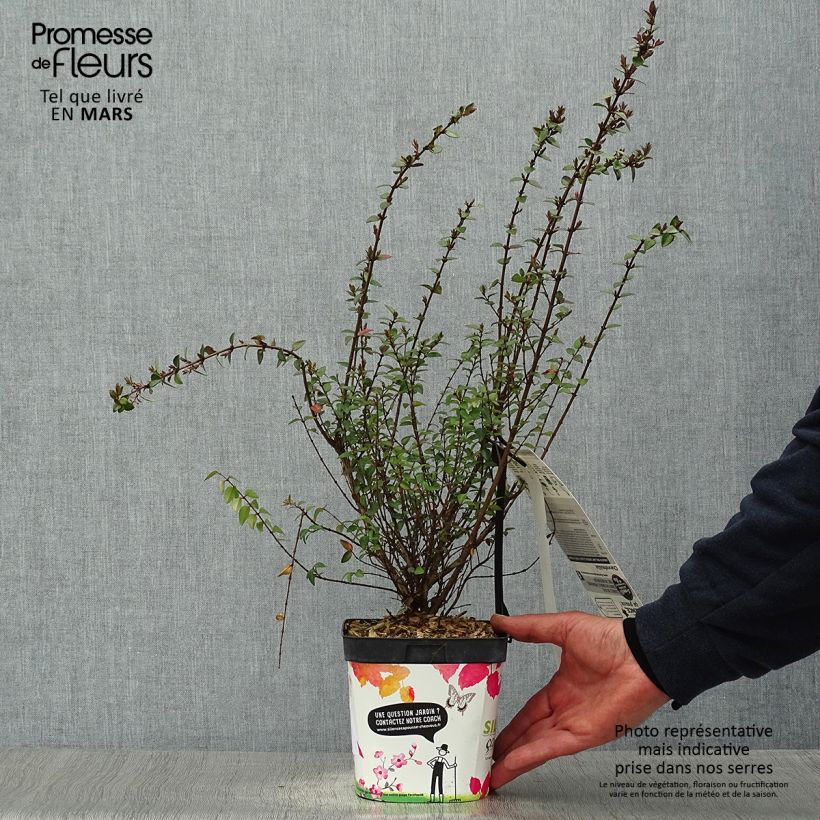 Lonicera nitida Purple Storm Vaso da 2L/3L esemplare consegnato in primavera