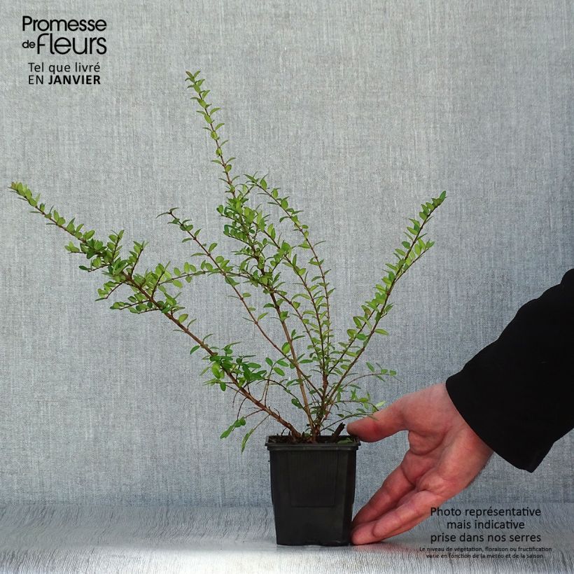 Lonicera nitida Hohenheimer Findling Vasetto da 8/9 cm esemplare consegnato in inverno