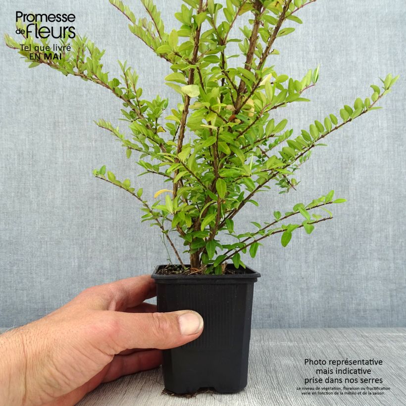 Lonicera nitida Hohenheimer Findling Vasetto da 8/9 cm esemplare consegnato in primavera