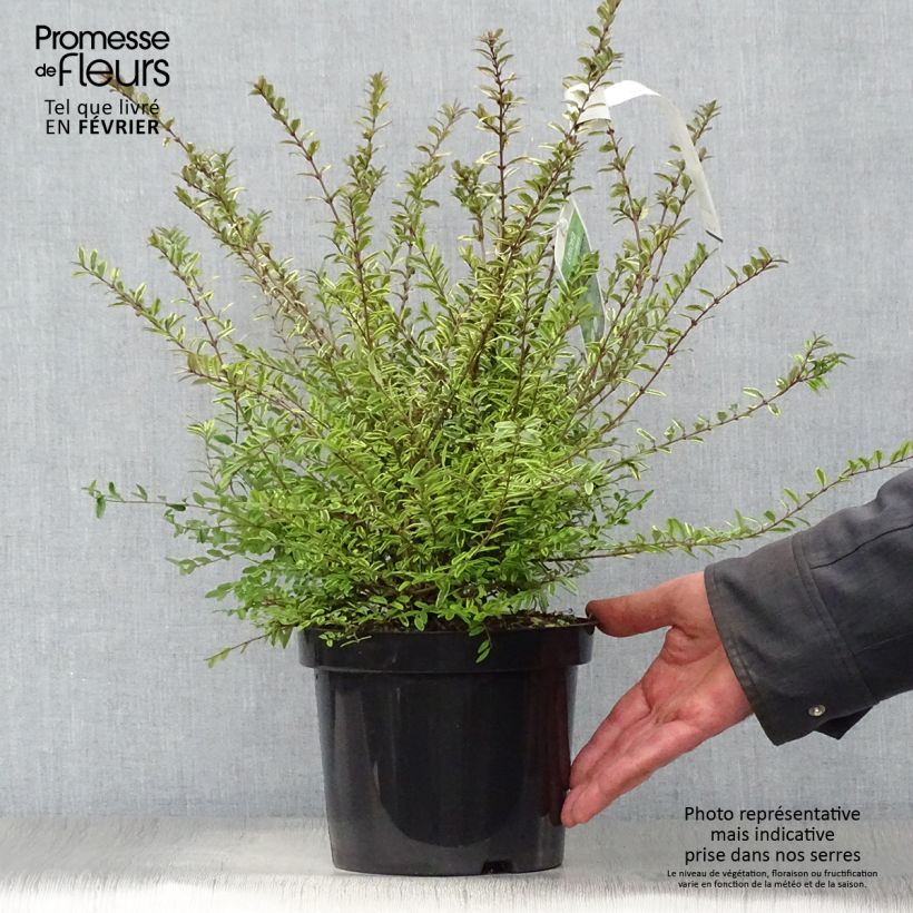 Lonicera nitida Lemon Beauty Vaso da 2L/3L esemplare consegnato in inverno